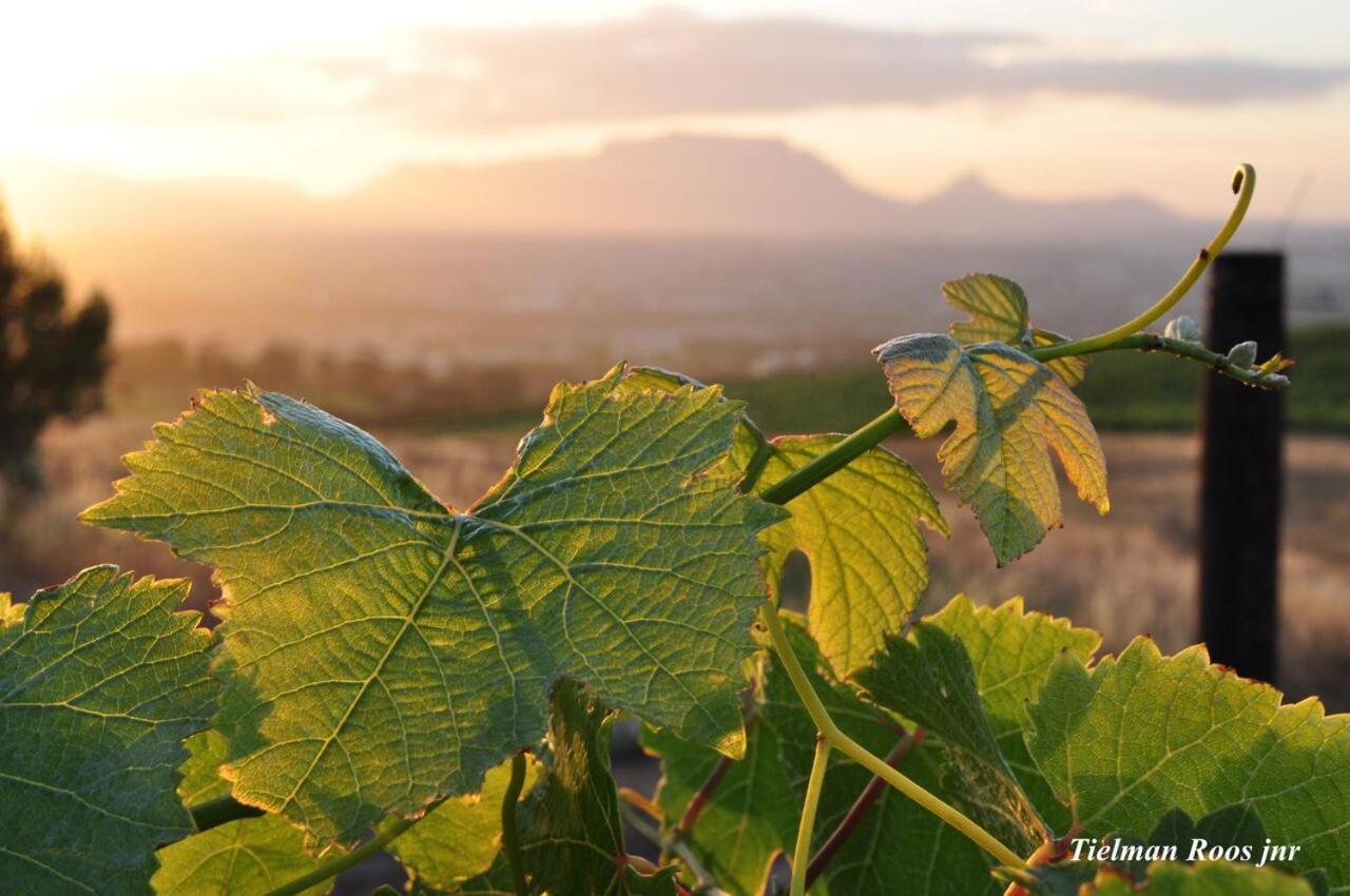 Mooiplaas Wine Estate Apartment Stellenbosch Ngoại thất bức ảnh